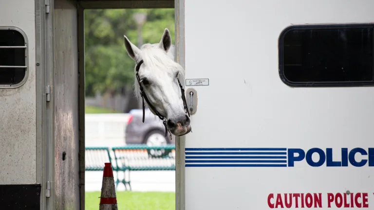 Cabeza de caballo blanco asomándose por la puerta abierta de un remolque policial blanco con inscripciones en inglés.