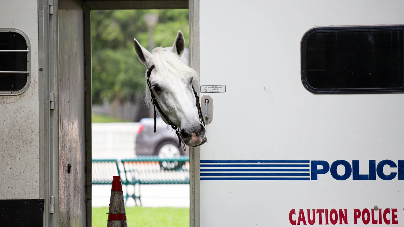 Cabeza de caballo blanco asomándose por la puerta abierta de un remolque policial blanco con inscripciones en inglés.